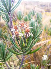 Linochilus rupestris