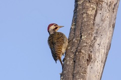 Campethera bennettii