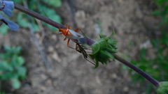 Closterocoris amoenus