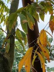 Sapindus trifoliatus