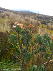 Linochilus rupestris