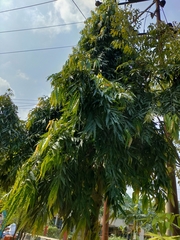 Magnoliopsida