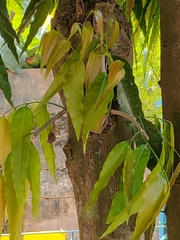 Magnoliopsida