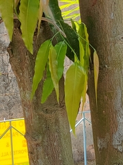 Magnoliopsida