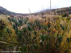 Linochilus rupestris