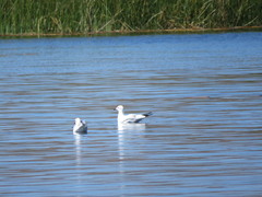 Chroicocephalus serranus