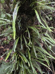 Polytaenium feei