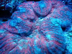 Lobophyllia vitiensis