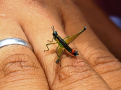 Paramastax duquei