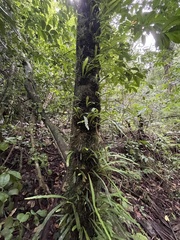 Polytaenium feei