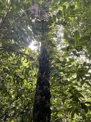 Polytaenium feei
