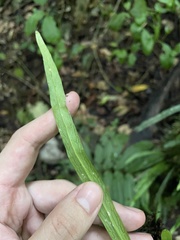 Polytaenium feei