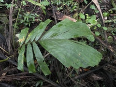 Aiphanes acanthophylla