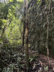 Aiphanes acanthophylla