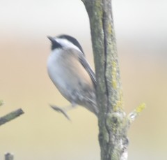 Poecile atricapillus