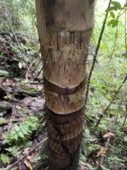 Aiphanes acanthophylla