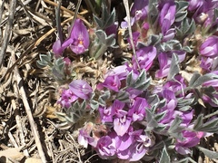 Astragalus tridactylicus