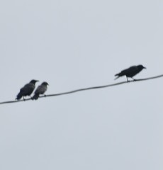 Corvus brachyrhynchos