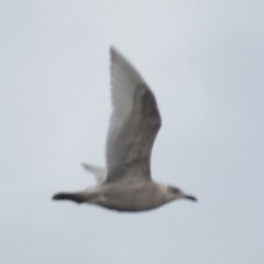 Larus glaucescens