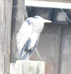 Ardea herodias