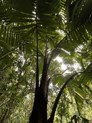 Aiphanes acanthophylla