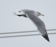 Larus californicus
