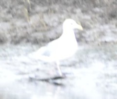 Larus