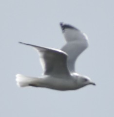 Larus delawarensis