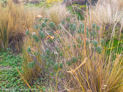 Linochilus rupestris