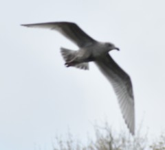 Larus glaucescens
