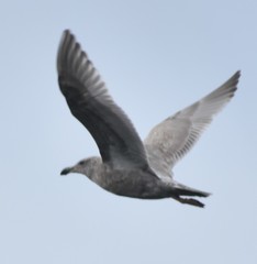 Larus glaucescens × occidentalis