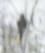 Falco columbarius