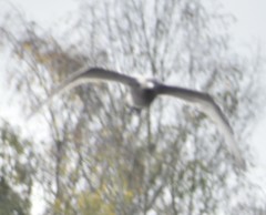 Larus glaucescens × occidentalis