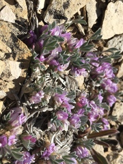Astragalus tridactylicus