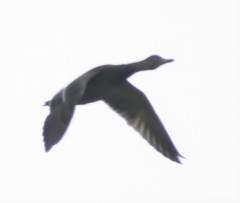 Anas platyrhynchos