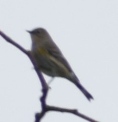 Setophaga coronata