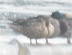 Anas platyrhynchos