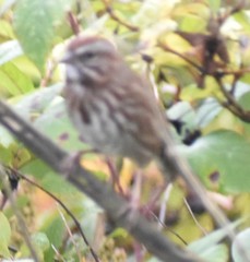 Melospiza melodia