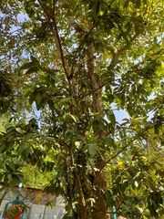 Terminalia arjuna