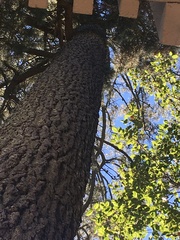 Certhia americana