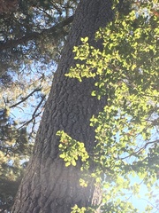 Certhia americana