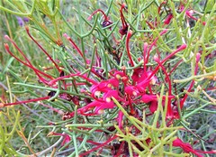 Hakea purpurea