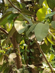 Terminalia arjuna
