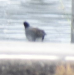 Fulica americana
