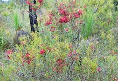 Hakea purpurea