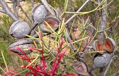 Hakea purpurea