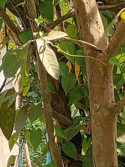 Terminalia arjuna