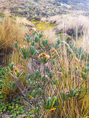 Linochilus rupestris