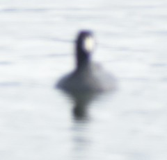 Fulica americana