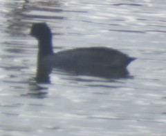 Fulica americana